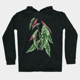 Begonia maculata plant | Polka dot plant Hoodie